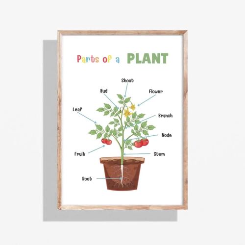 Plant Life Cycle & Parts of a Plant Posters | Classroom Science Wall Art
