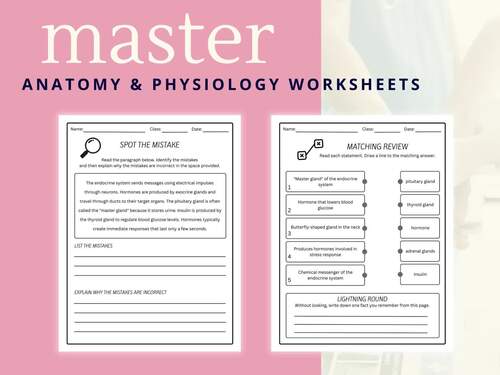 Endocrine Activity Packet Worksheets | Anatomy & Physiology | + Answer Key