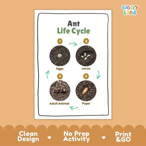 Ant Life Cycle Activity | Insect Metamorphosis Science Cut and Paste