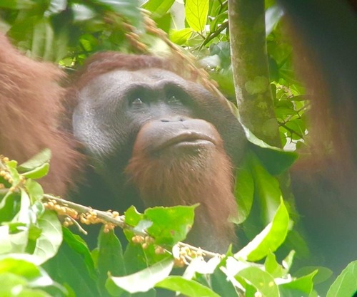 Preview of Tropical Forest Song