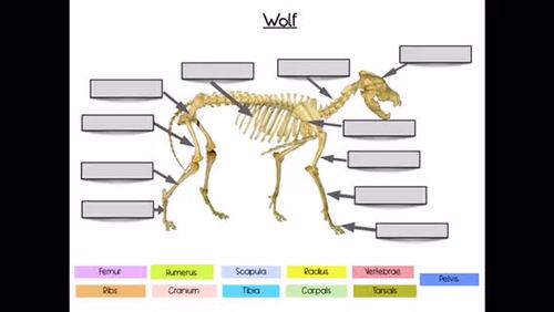 COMPARATIVE ANIMAL SKELETON ANATOMY Digital LABELING ACTIVITY TPT