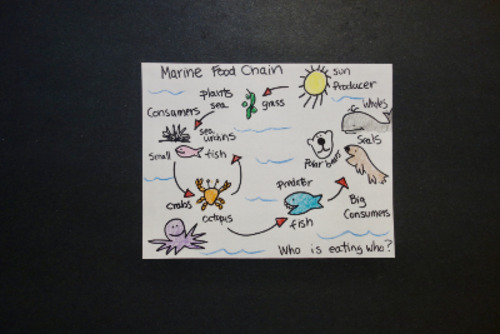 Preview of Let's Draw a Marine Food Chain!   (Ocean)