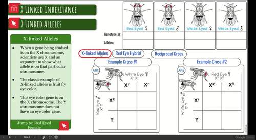 X-linked Inheritance Interactive Diagram by Science With Mrs Lau
