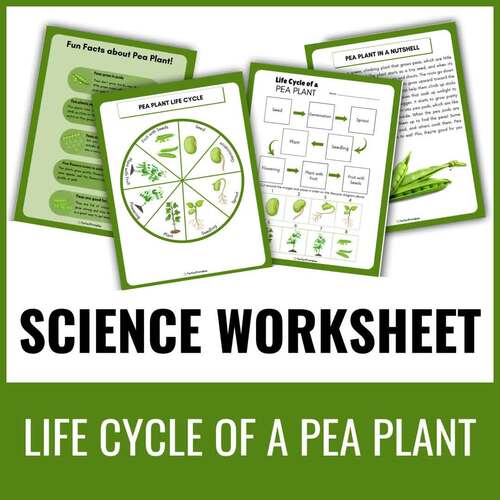 Life Cycle of a Pea Plant Worksheet - Plant Science Unit Study With Fun ...
