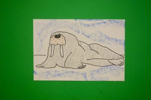 Preview of Let's Draw a Walrus-Tundra animal!