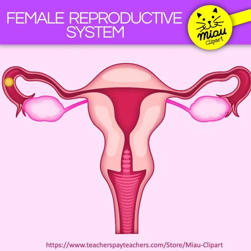 Female Reproductive System Clipart - Human Body - GIFs - Png by Miau ...