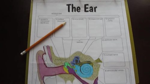 Ear Foldable - Big Foldable for Interactive Notebooks or ...