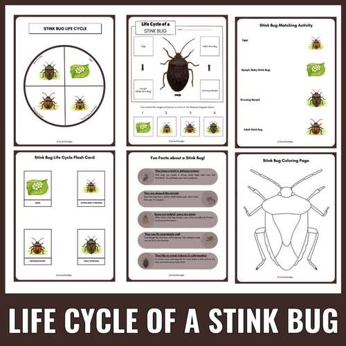 Brown Marmorated Stink Bug Life Cycle: Bugs & Insects Unit Study With ...