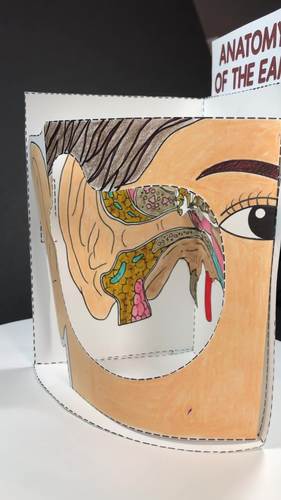 Ear Anatomy Model 3d By Nitty Gritty Science Tpt