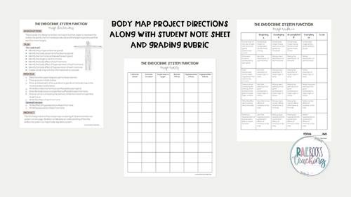 The Endocrine System Function by Rae Rocks Teaching | TPT