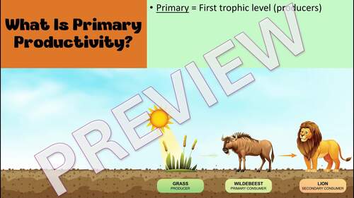 AP Environmental Primary Productivity Lesson BUNDLE by Science With Grapes