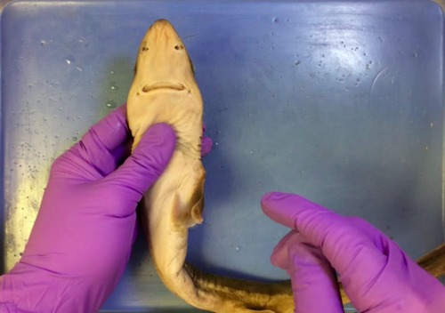 Preview of Spiny Dogfish Shark Dissection Video Tutorial + Lab Procedure PDF