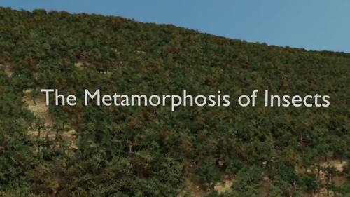 Preview of The MetaMorphosis of Insects - Amazing animated videos compatible for eLearning