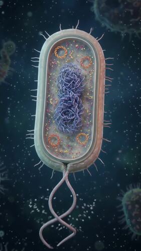 Prokaryotic Cell 3D Unit: Video, Slides, Blank Plates & Worksheets ...