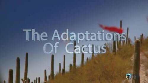 Preview of Adaptations of cactus - High quality HD animation exciting videos for eLearning
