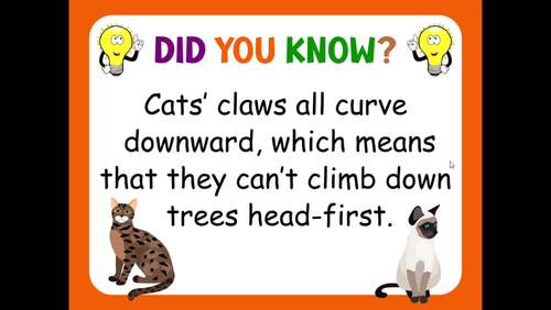 Information about cats discount for kids