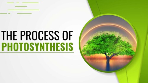 Preview of The Process of Photosynthesis | Light Reaction, Dark Reaction, Chloroplast, Calv