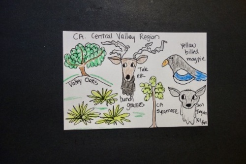 Preview of Let's Draw CA Region Central Valley - Plants & Animals!