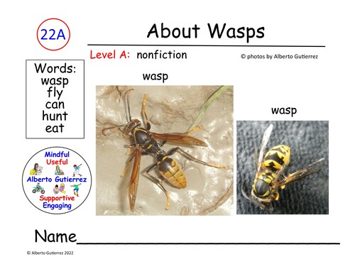Preview of Video : About Wasps #22A