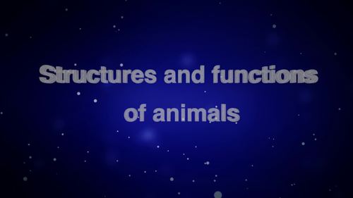 Preview of Structures and functions of animals - High-quality HD animated video - eLearning