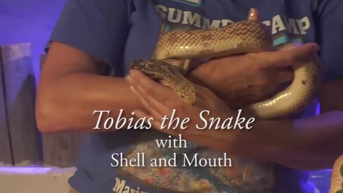 Preview of Tobias the Snake - A Dune's Island Documentary