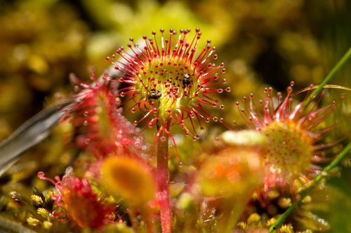 Preview of 10 fun facts about sundews