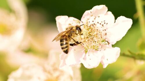 Preview of Bees for Kids – Learn, Watch & Explore!