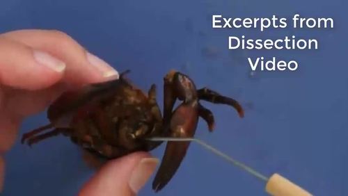 Basic Biology: Crayfish Dissection by Suburban Science | TpT