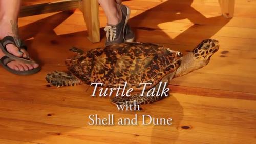 Preview of Turtle Talk - A Dune's Island Documentary