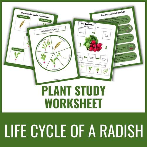 Radish Life Cycle Worksheet | Vegetable/Plants Unit Study With Fun Facts