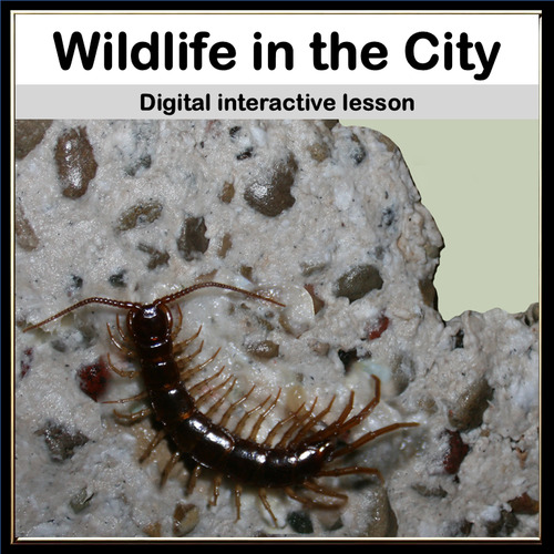 Preview of City Neighbors: Discover Urban Wildlife Interactive Science Activity