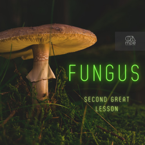Preview of Fungus Video