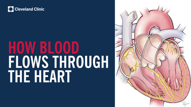 How Blood Flows Through the Heart & Body