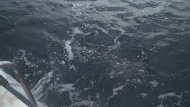 Sport Fishing Episode 5