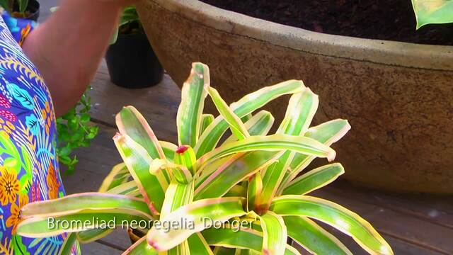 Shade loving plants