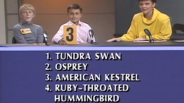 Gulls vs. Goats