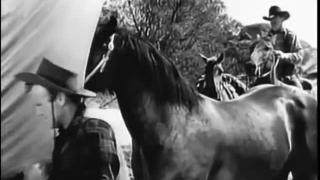 War Horse