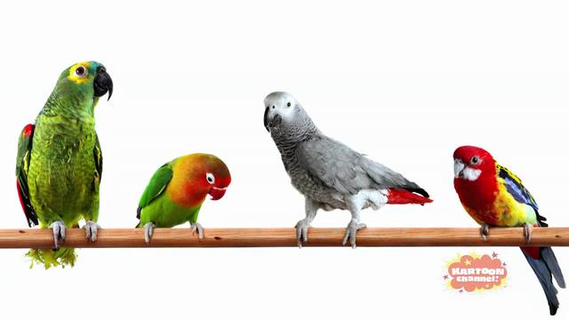 Loyalty, Self-control and Integrity