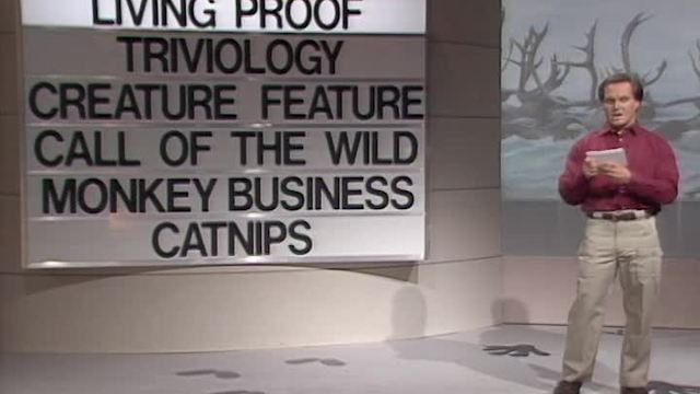 Dolphins vs. Deer