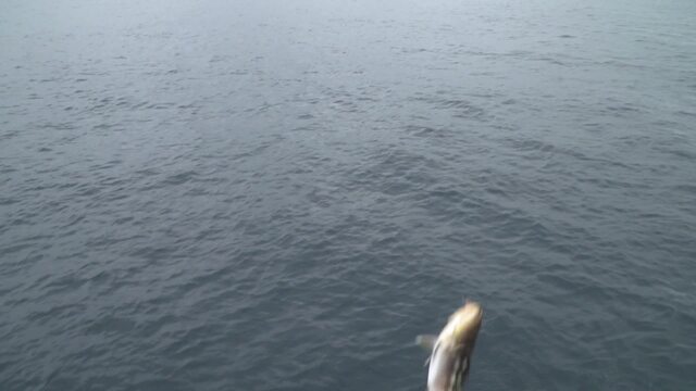 Sport Fishing Episode 17