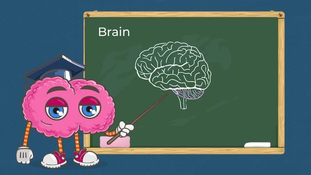 Brain