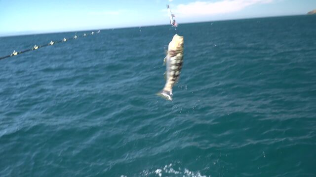 Sport Fishing Episode 2