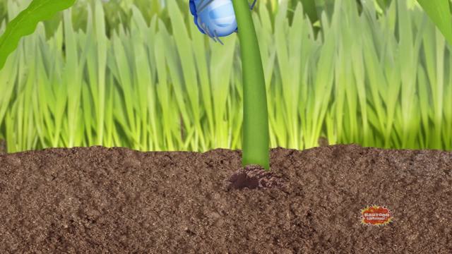 Ring Around the Rosy