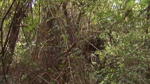 Costa Rica: Area de Conservation Guanacaste