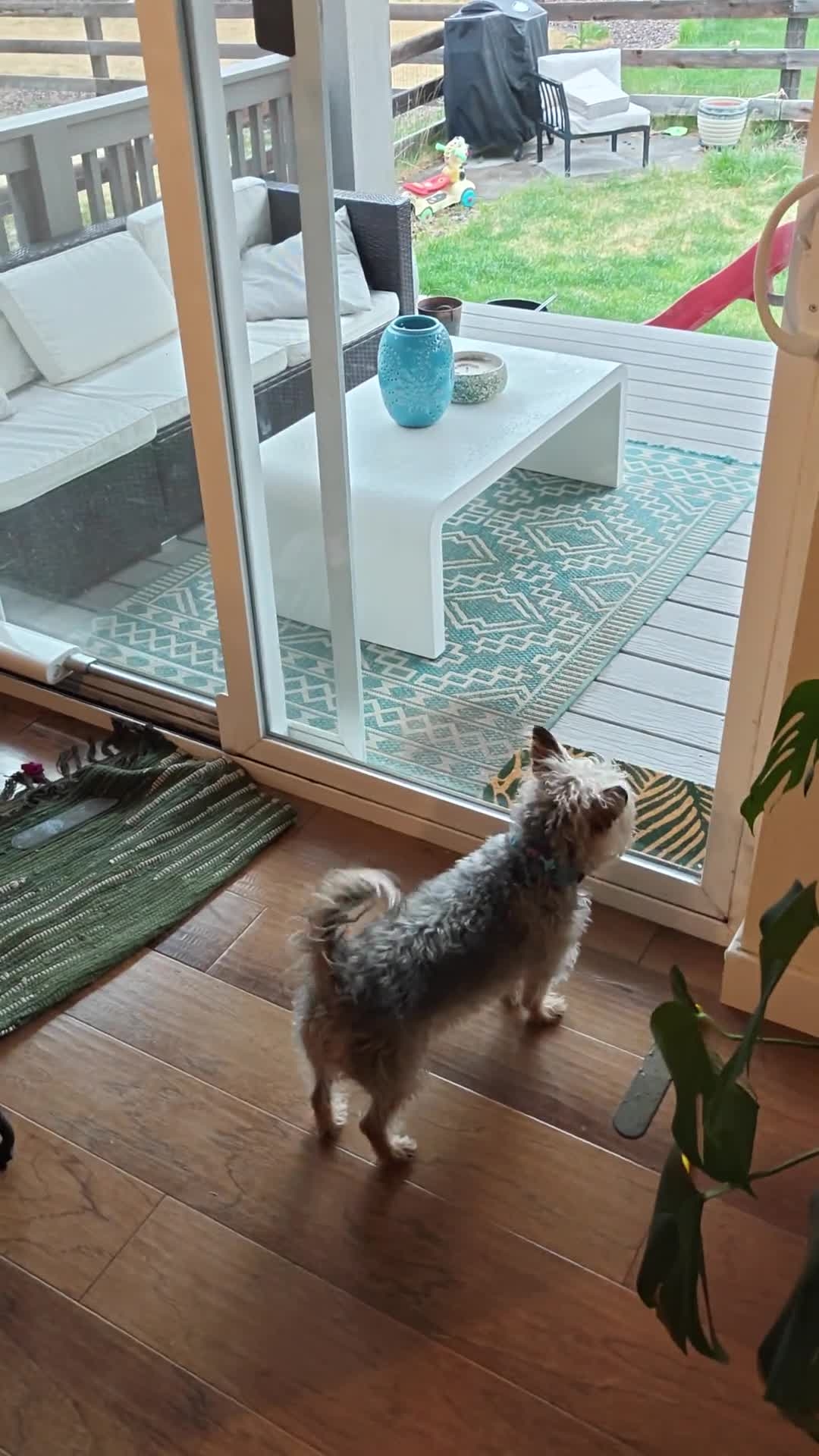 doggy専用 Wayzn Smart Pet Door | Smart Dog Door | Wayzn