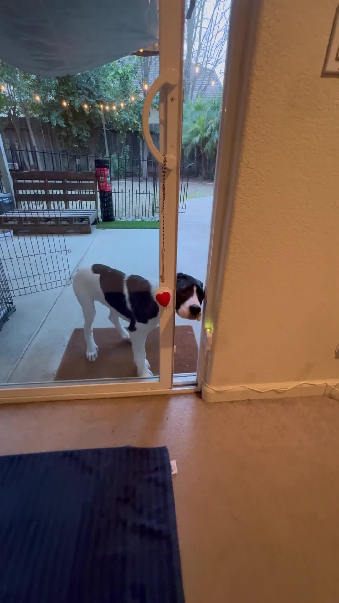 Wayzn Smart Pet Door | Smart Dog Door | Wayzn
