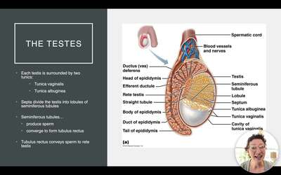 ductus deferens