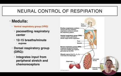 Ch 22 XII - Regulation of Respiration - IWU MediaCentral