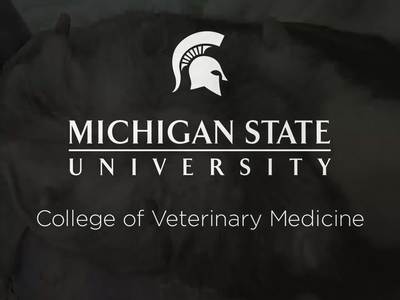 VM 525-Ventral midline structures Dog Dissection video - MSU MediaSpace